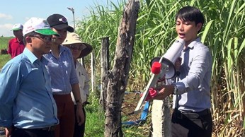 Nông dân trồng mía bằng hệ thống tự động Nông dân trồng mía bằng hệ thống tự động