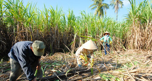 Mua mía theo chữ đường hay mua xô?