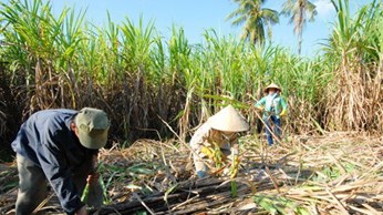 Mua mía theo chữ đường hay mua xô? Mua mía theo chữ đường hay mua xô?