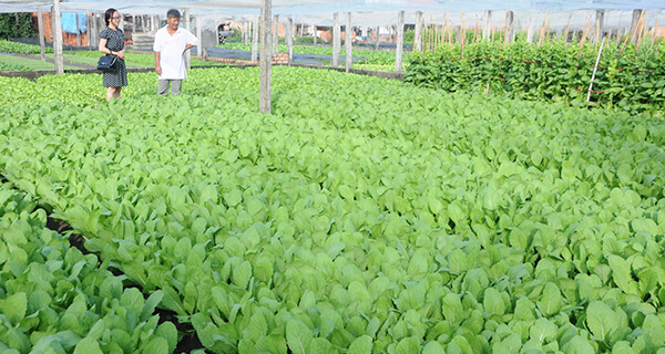 Tây Ninh mời gọi đầu tư nhiều dự án nông nghiệp