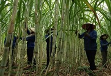 Tây Nguyên ổn định vùng nguyên liệu mía cho các nhà máy đường