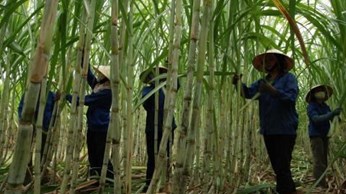 Tây Nguyên ổn định vùng nguyên liệu mía cho các nhà máy đường Tây Nguyên ổn định vùng nguyên liệu mía cho các nhà máy đường