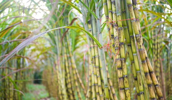 Giá đường thế giới sẽ giảm mạnh vì sản lượng tại Brazil tăng đột biến