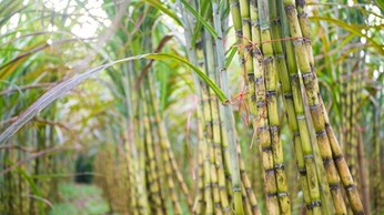 Giá đường thế giới sẽ giảm mạnh vì sản lượng tại Brazil tăng đột biến Giá đường thế giới sẽ giảm mạnh vì sản lượng tại Brazil tăng đột biến