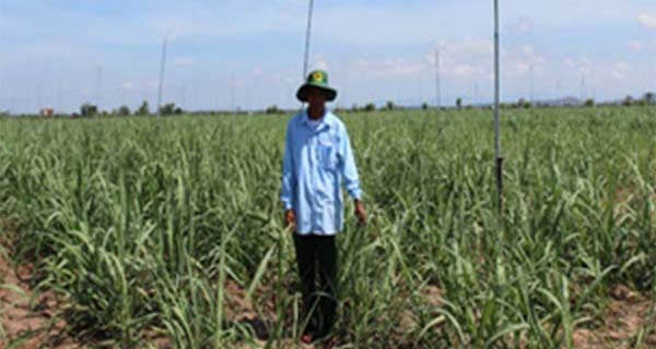 Phú Thiện: Chuyển đổi hơn 1.000 ha cây trồng kém hiệu quả sang trồng mía
