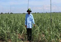 Phú Thiện: Chuyển đổi hơn 1.000 ha cây trồng kém hiệu quả sang trồng mía