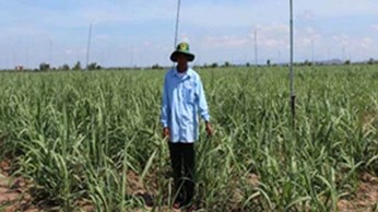 Phú Thiện: Chuyển đổi hơn 1.000 ha cây trồng kém hiệu quả sang trồng mía Phú Thiện: Chuyển đổi hơn 1.000 ha cây trồng kém hiệu quả sang trồng mía