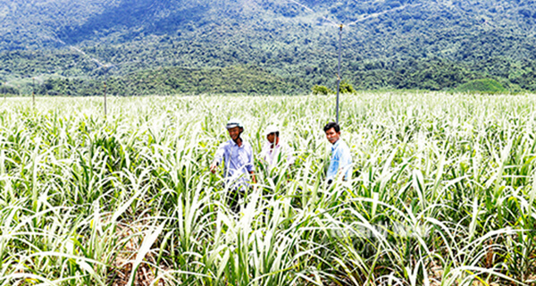 Kỳ vọng cánh đồng mía lớn