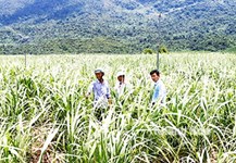 Kỳ vọng cánh đồng mía lớn