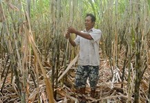 Hiệu quả từ trồng mía thích ứng với biến đổi khí hậu