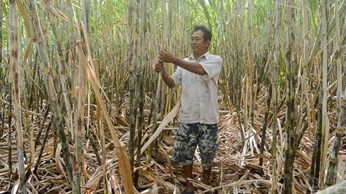 Hiệu quả từ trồng mía thích ứng với biến đổi khí hậu Hiệu quả từ trồng mía thích ứng với biến đổi khí hậu