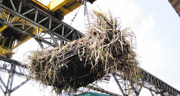 Ngành mía đường, nếu không tái cấu trúc...