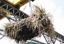 Ngành mía đường, nếu không tái cấu trúc...