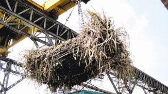 Ngành mía đường, nếu không tái cấu trúc... Ngành mía đường, nếu không tái cấu trúc...