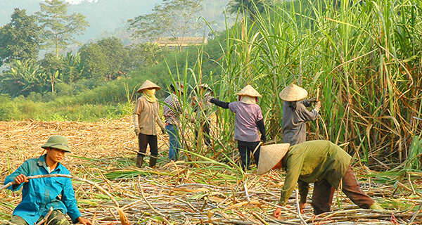 Ngành mía đường: Giải pháp tiêu thụ bền vững