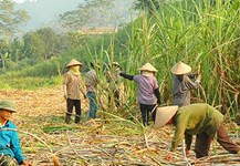 Ngành mía đường: Giải pháp tiêu thụ bền vững