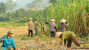 Ngành mía đường: Giải pháp tiêu thụ bền vững Ngành mía đường: Giải pháp tiêu thụ bền vững