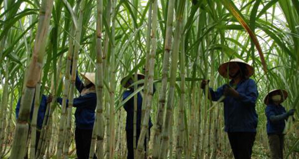 Doanh nghiệp mía đường nỗ lực ứng phó ATIGA