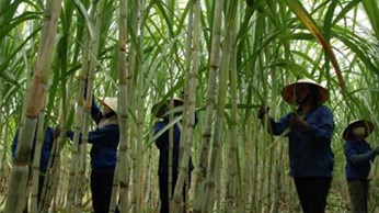 Doanh nghiệp mía đường nỗ lực ứng phó ATIGA Doanh nghiệp mía đường nỗ lực ứng phó ATIGA