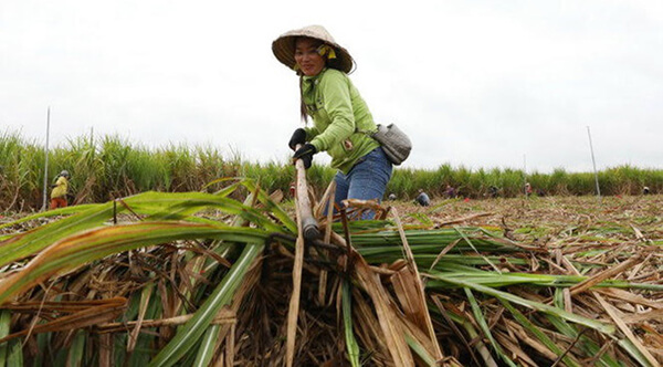 Lộ diện bức tranh ngành đường từ năm 2018?