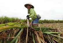 Lộ diện bức tranh ngành đường từ năm 2018?