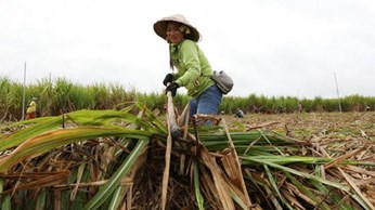 Lộ diện bức tranh ngành đường từ năm 2018? Lộ diện bức tranh ngành đường từ năm 2018?