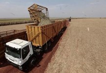 Brazil tăng cường sản xuất ethanol từ mía